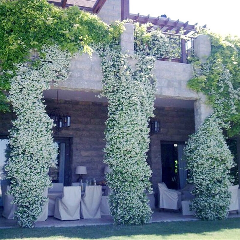虹越芳香型爬藤花卉 意大利风车茉莉盆栽苗 花园庭院装饰香味植物 白