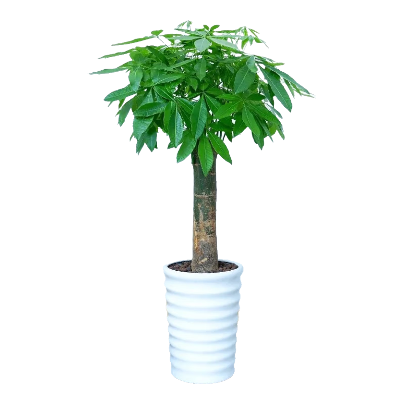 行湘大型绿植盆栽独杆发财树1.4-1.5米+椰砖+塑料白色螺纹盆 源头直发 153元