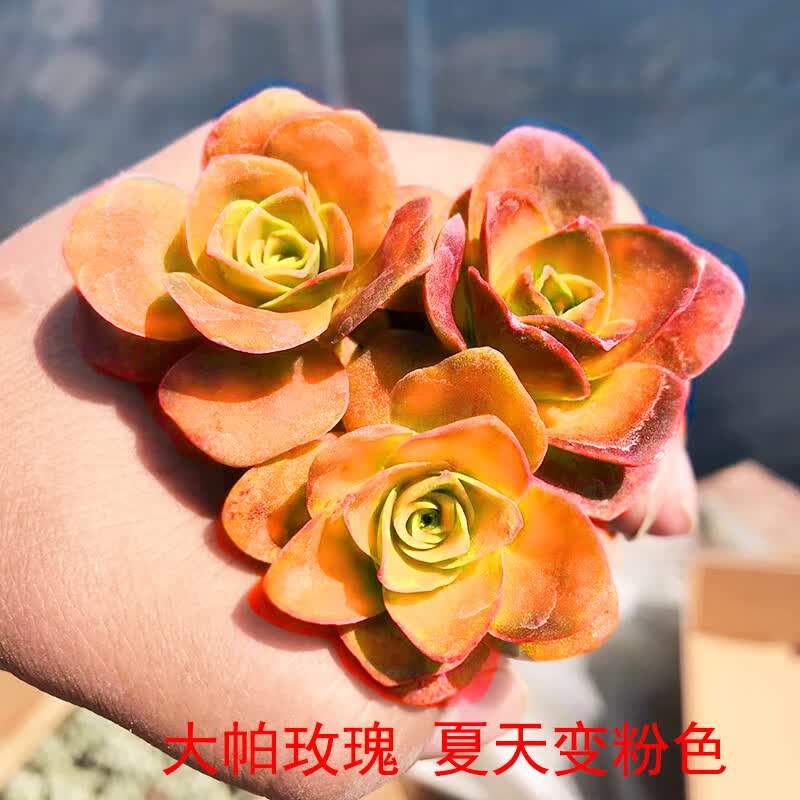 精品多肉植物粉色山地玫瑰水蜜桃鸡蛋酒杯耶罗玫瑰系列室内小盆栽 大