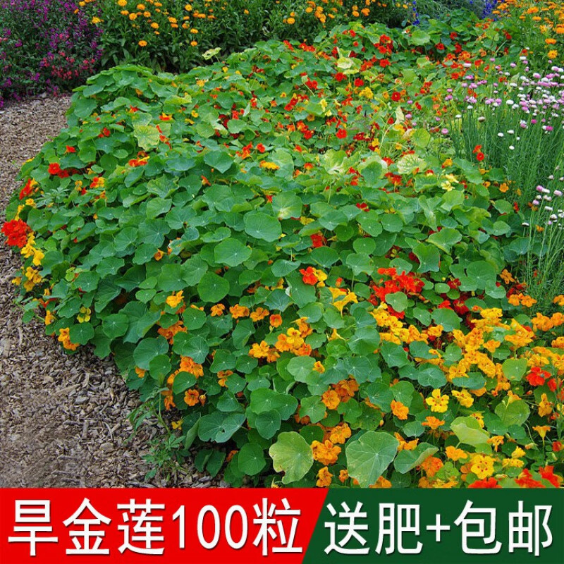 荣郁 垂吊爬藤花卉旱荷花旱金莲种子春秋播种庭院盆栽阳台金钱莲