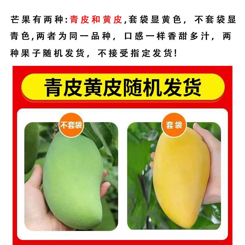 谷优珍云南新鲜玉芒大青芒果水果  现摘当季青皮大芒果 产地直发 净4.5斤 精品果 单果250-300g