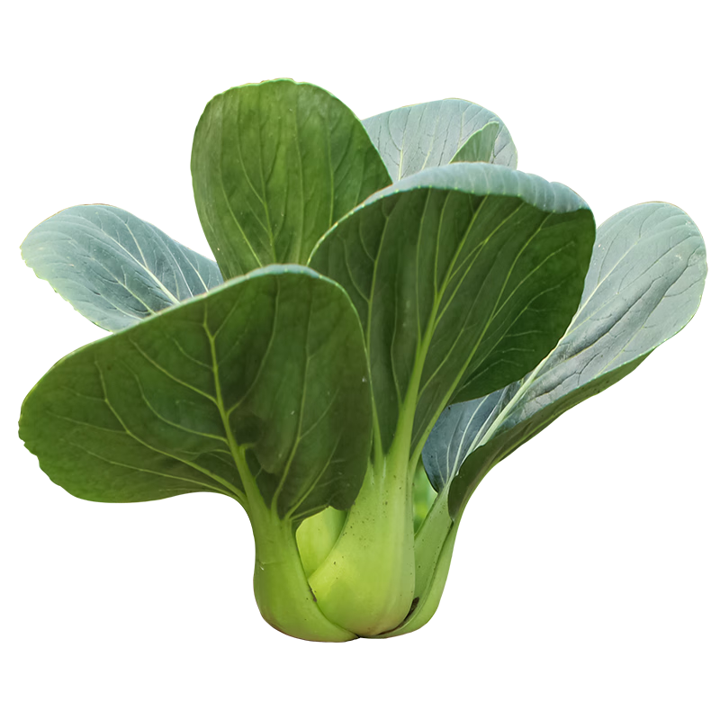 壽禾油菜種子矮腳上海青梗菜蔬菜小白菜快菜秋季壽光蔬種籽四季青菜 傳統(tǒng)上海青油菜種子20g