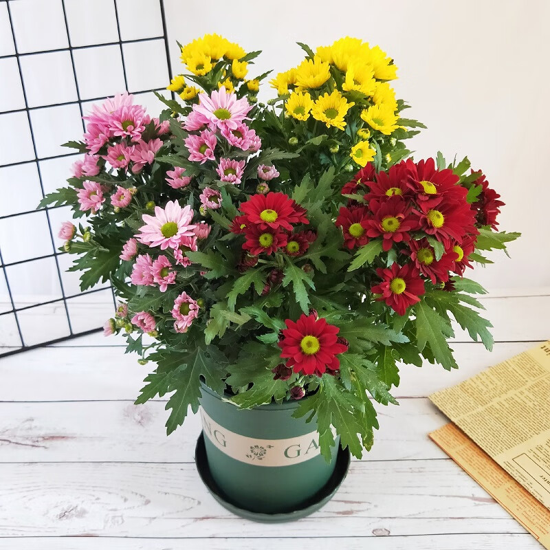 苓芊多头菊花盆栽室内阳台庭院四季好养花卉植物雏菊荷兰菊花苗带花苞