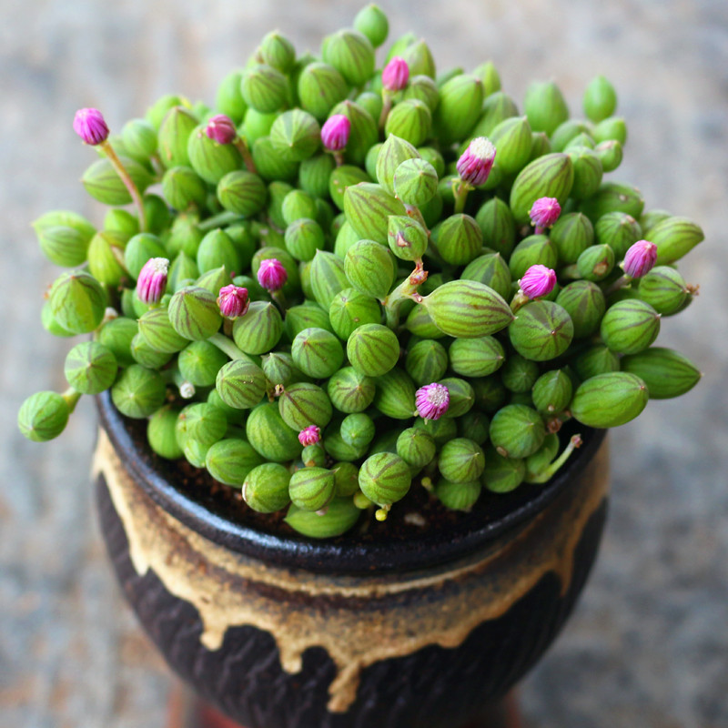 京童子西瓜纹佛珠多肉植物稀有品种室内阳台盆栽花卉绿植花 简易塑料