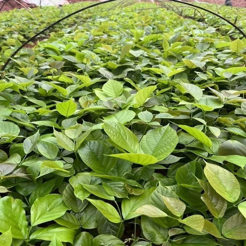 鸡血藤树苗密花豆血风藤藤草药营养袋苗带根 两棵