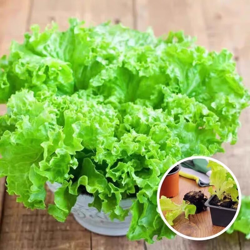 萌肉居蔬菜苗叶菜苗生菜苗秧苗盆栽青菜苗耐热速生生菜苗10棵源头直发