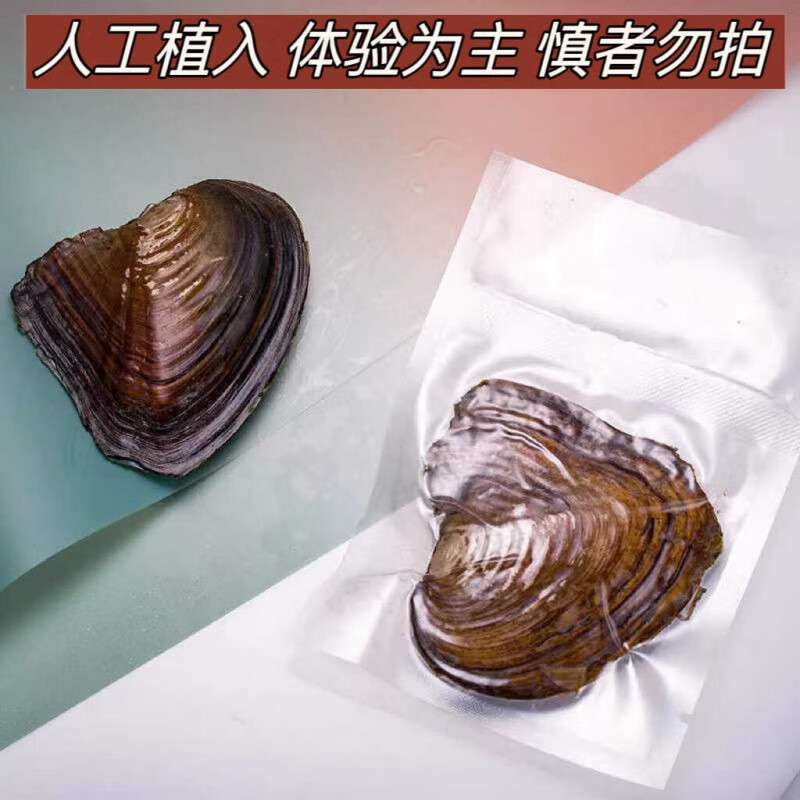 胖东来品质河蚌自开珍珠珐琅彩戒指你蚌体验蚌一蚌一珠开蚌取diy 迷你珍珠蚌1个(一蚌一珠)