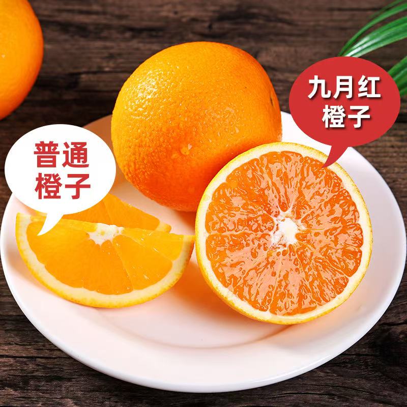 九月红橙秭归脐橙现摘新鲜时令水果柑橘桔子果冻橙子甜嫩水果礼盒 净重9斤（果径65-70mm）