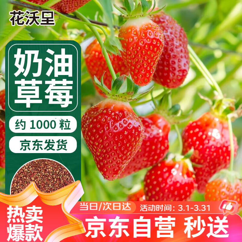 ���������Ͳ�ݮ����1000�� ���ݮ�߲������ļ��ֲ�ݮ����������̨����