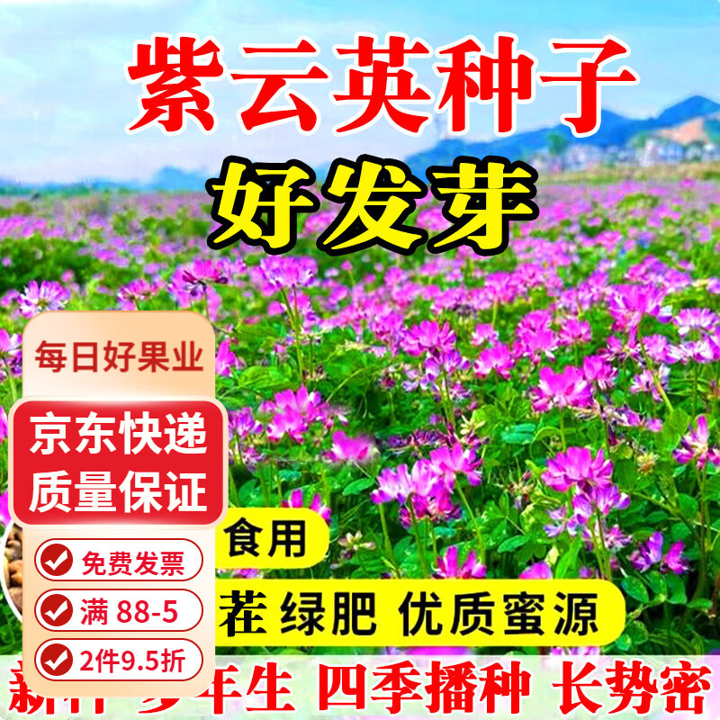 紫云英種子綠肥種子紫云英草種籽養(yǎng)蜂蜜源紅花草籽紅花草種子果園 紫云英種子半斤