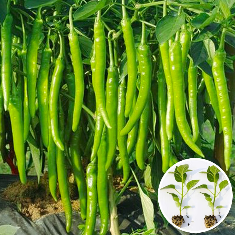 �ٺ̺�����΢�������粻����ɽ���ٹ����� ������ 6��