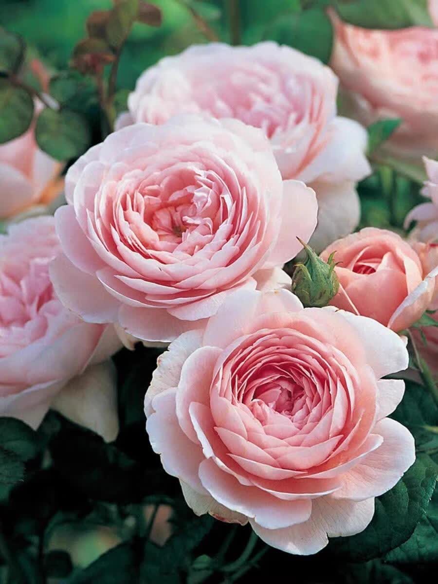 淘精欧月灌木月季瑞典女王浓香灌木花卉植物庭院玫瑰盆栽四季观花易活