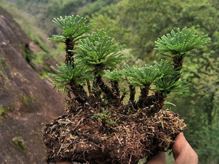 山头林村野生卷柏盆栽九死还魂草小盆栽植物迷你绿叶植物四季常青 精品5头型1株 下单