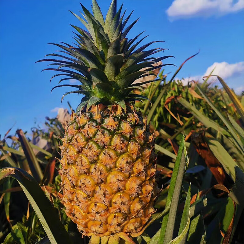 鲜友季海南金钻凤梨新鲜当季水果手撕菠萝 4.5-5斤(单果1.3-1.8斤)