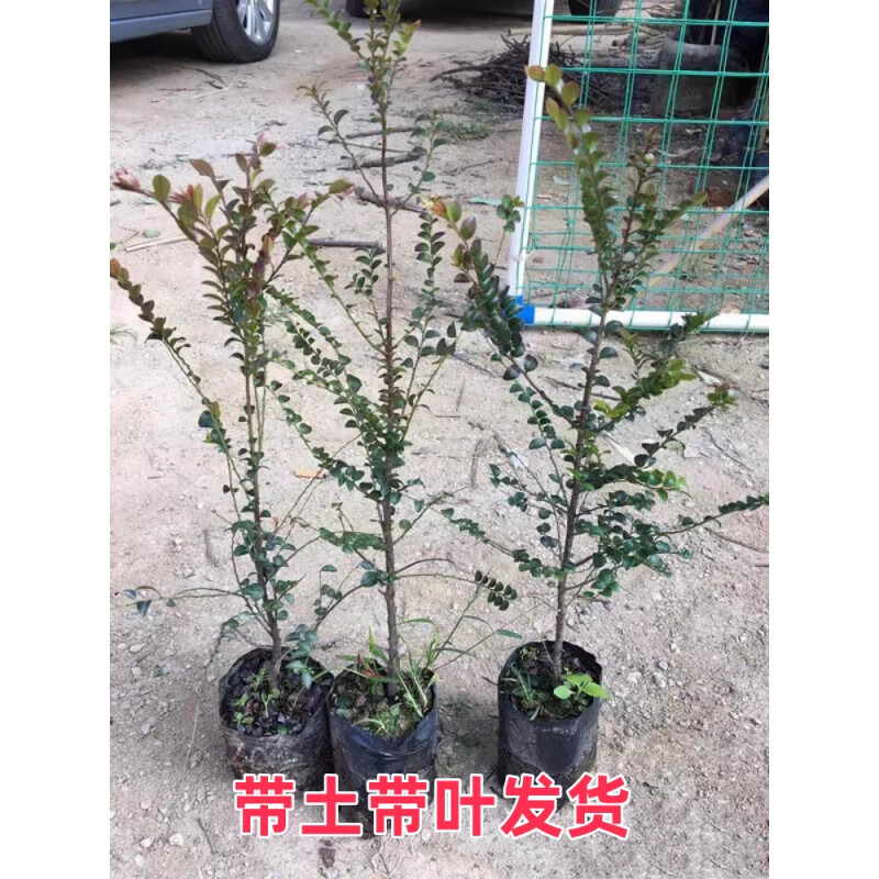 芬岚小叶紫檀树苗名贵苗木 正宗细叶紫檀树苗盆栽四季常青观赏植物 小叶紫檀55-60厘米、2棵 不含盆