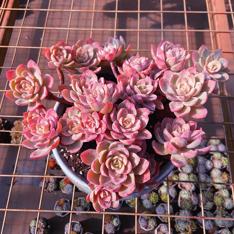 多肉植物红鹤丝绸面纱多头老桩大盆美观 红鹤老桩 塑料盆 非悬崖桩 带