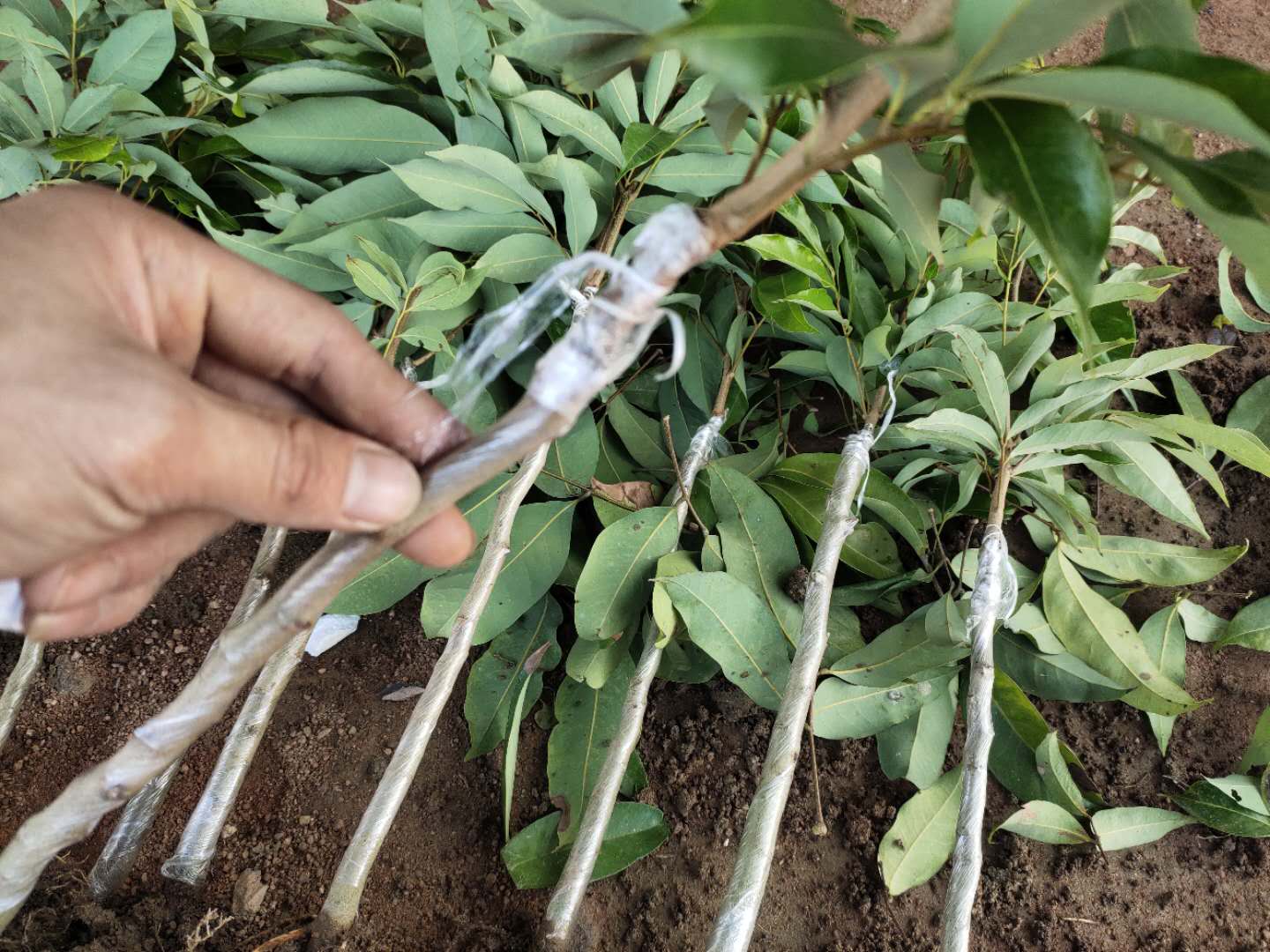 冰荔荔枝树苗荔枝王苗嫁接果树苗挂绿无核桂味妃子笑南方四季种植