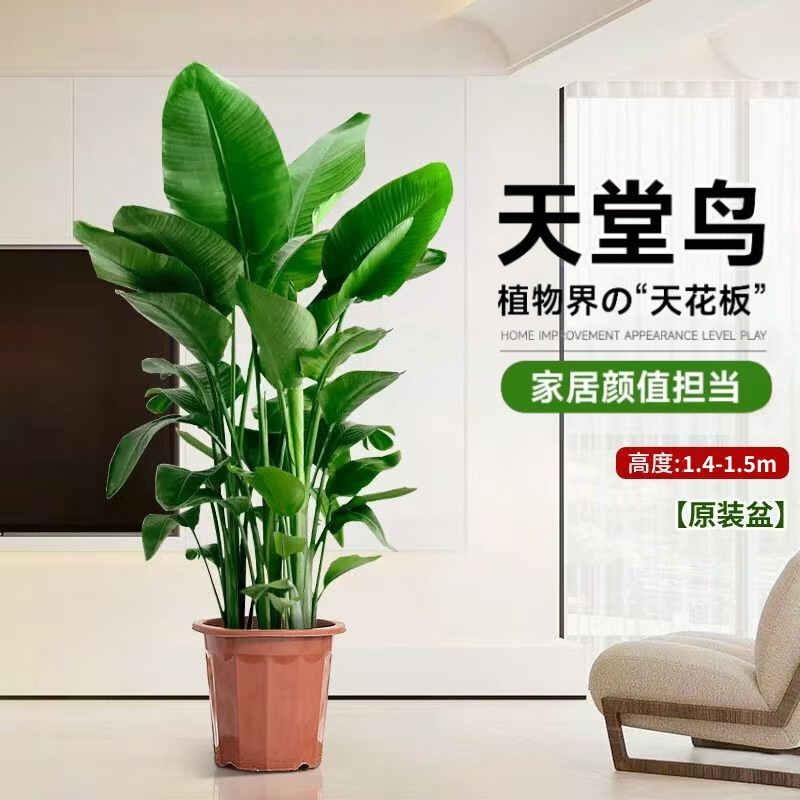 ���������������ֲ����  ������1.4-1.5�� ��ԭ������ Դͷֱ��