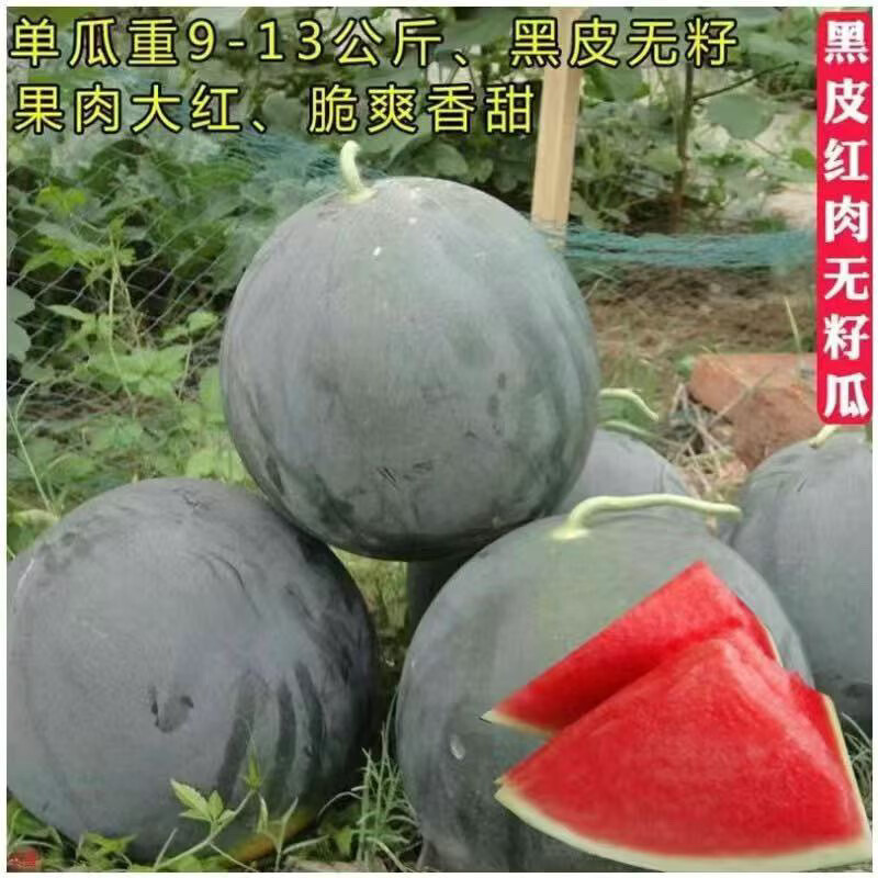 禾之润西瓜苗嫁接8424特甜麒麟超甜无籽美都西瓜秧苗盆栽南方庭院西瓜苗 黑美人西瓜苗 10棵送10棵【发20棵】带土发货