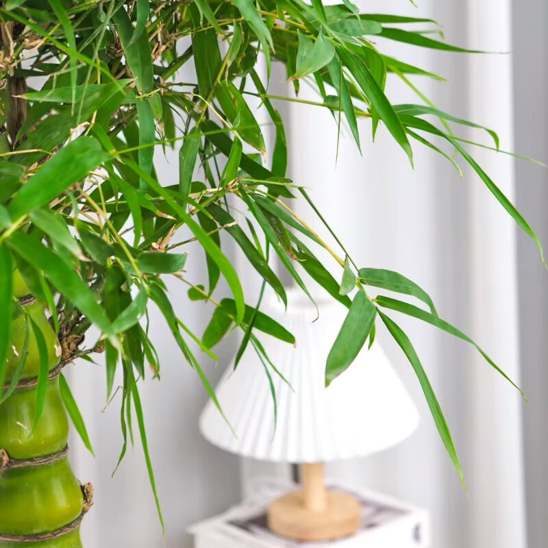 大型佛肚竹盆栽罗汉竹庭院观赏竹子阳台盆景办公室内植物客厅 精品佛肚竹高0.4-0.6m 紫砂盆A 不含盆