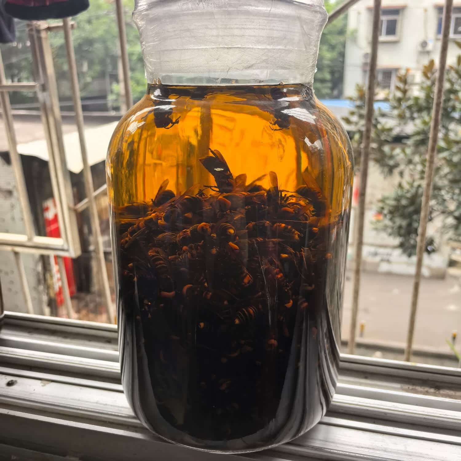 马蜂泡酒,金环虎头蜂,黄蜂泡酒,胡峰酒,诱蜂水原材料, 1年老蜂酒5l