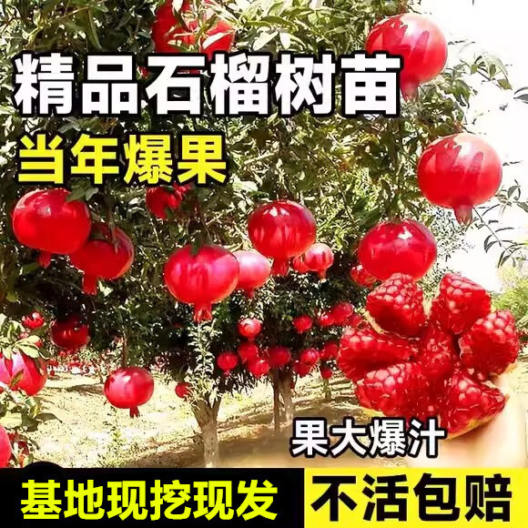 歐悟石榴樹樹苗 嫁接突尼斯軟籽無籽石榴樹苗 庭院陽臺盆栽地栽果樹苗 突尼斯軟籽6年苗結(jié)果多 70cm(含)-150cm(含)