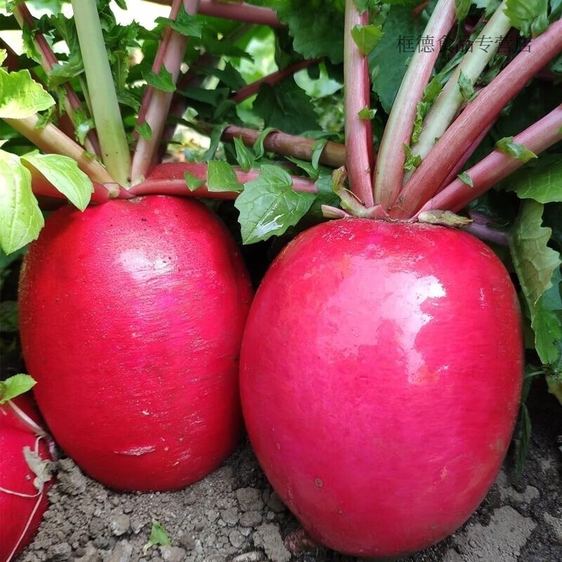 红萝卜新鲜批发东北红萝卜水萝卜新鲜生吃红皮大红白心大红袍5斤 5斤