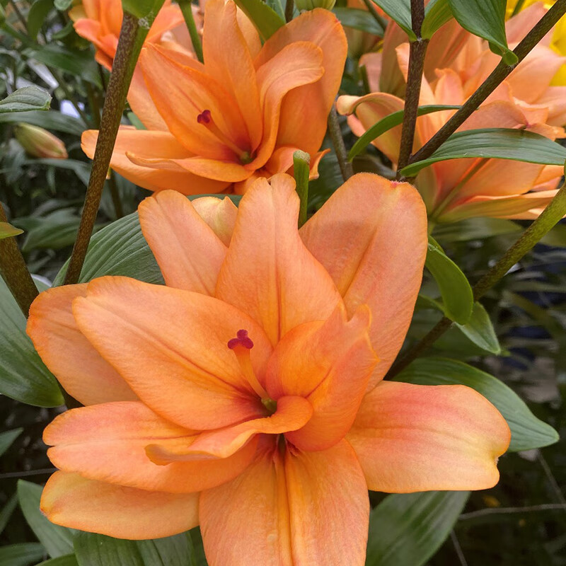 左家花園多個LA百合種球進(jìn)口花種子多頭庭院百合盆栽易系列耐寒不用春化 LA-瑪麗14-16cm3球 周長14-16CM