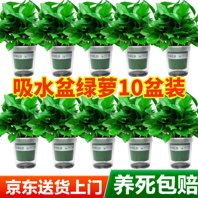 双盟绿萝盆栽除甲醛花卉绿植办公室新房净化空气 120款10盆源头直发