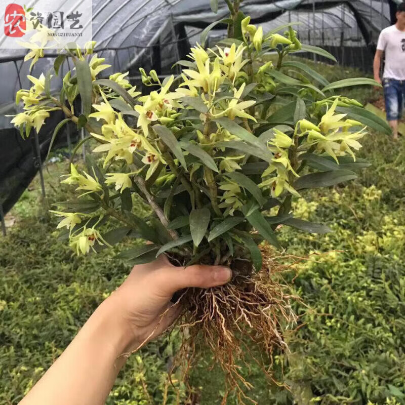正宗霍山鐵皮石斛苗米斛苗原產(chǎn)地直發(fā)盆栽可食用綠植花卉楓鮮條 霍山鐵皮苗4年20株 不含盆