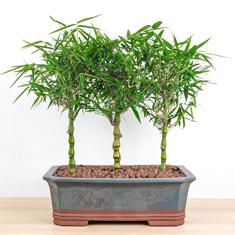 大型佛肚竹盆栽罗汉竹庭院观赏竹子阳台盆景办公室内植物客厅 精品佛肚竹高0.4-0.6m 紫砂盆A 不含盆