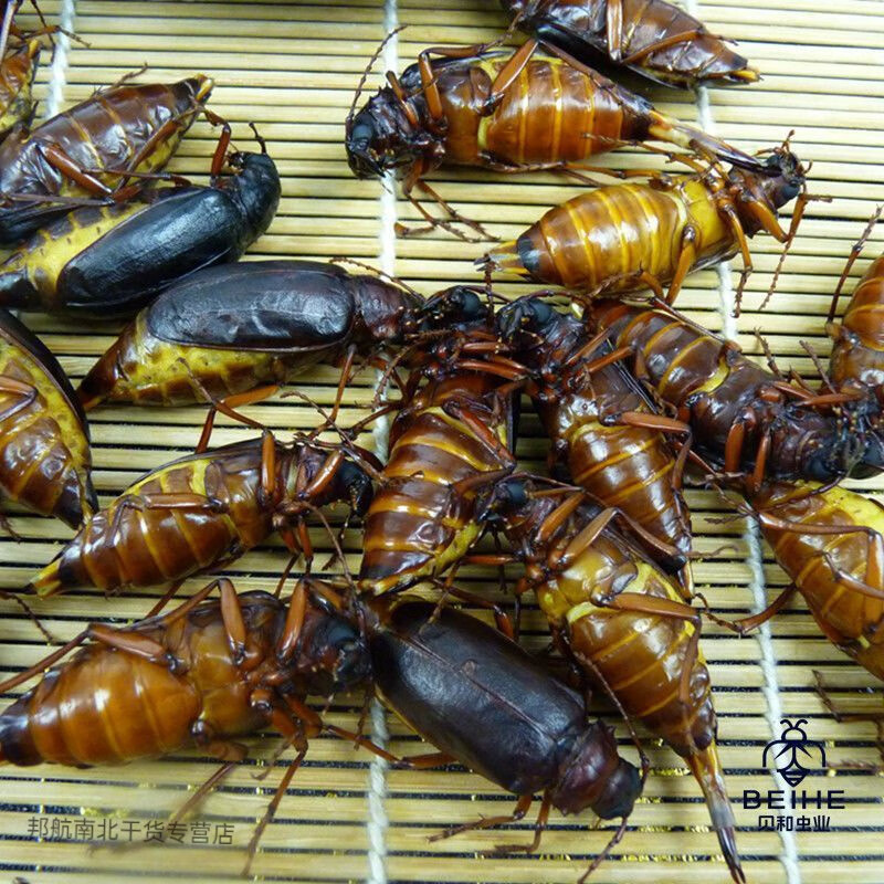 食芳溢山山牛山水牛食用昆虫山虫牛公母水牛子生鲜冷冻运输食用昆虫