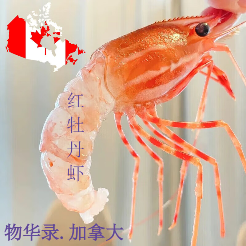 加拿大進(jìn)口原盒野生牡丹蝦紅牡丹蝦日料刺身海鮮 加拿大進(jìn)口紅牡丹蝦 1kg(凈重)  XJ號(hào)（多種包裝隨機(jī)發(fā)貨）