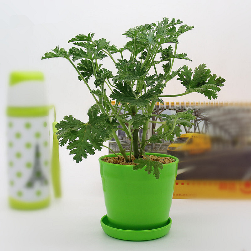 驅(qū)蚊草 豬籠草 盆室內(nèi)陽臺盆栽植物綠植花卉 驅(qū)蚊草苗小苗 不含盆