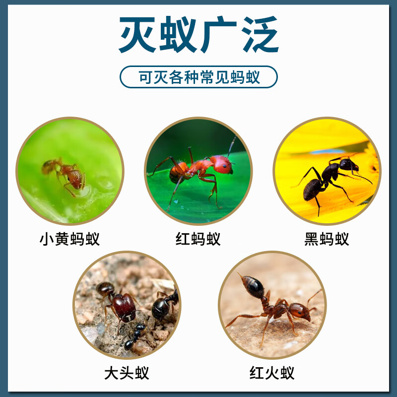 优可威原装进口蚂蚁药家用室内外除无全诱窝毒端一杀灭净小红黄黑饵剂灭 2克装【适用20平方左右】