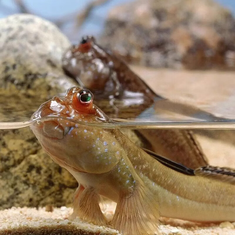 朴彩弹涂鱼红鳍银线跳跳鱼观赏鱼滩涂淡汽海水鱼萌宠物活体两栖原生鱼