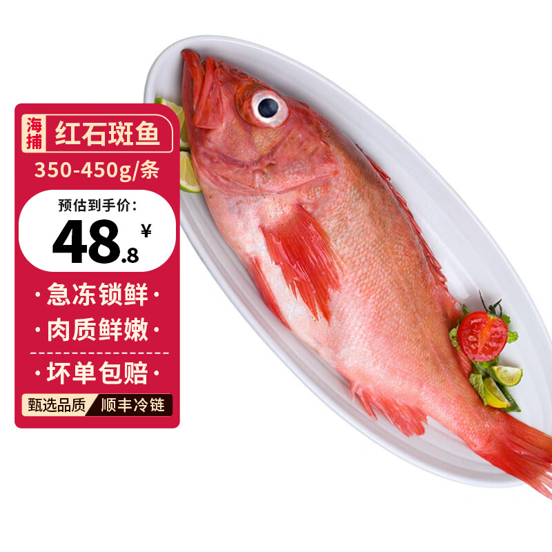 鱘好物新鮮紅石斑魚鮮活冷凍大眼魚富貴魚海鮮水產(chǎn) 350-450g/條