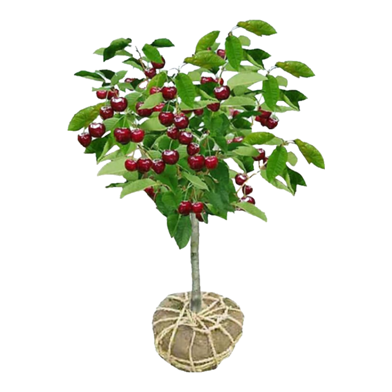 ���ڲ�����ŷ�����ڳ����������ӣ������ͥԺ��̨���Ե��Թ������ϱ�����ֲ���� ��������6���� ����