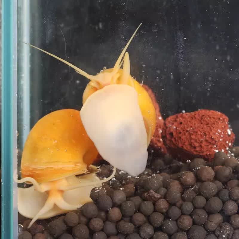 黄金蚬专吃鱼屎粪便鱼缸观赏清洁工具螺净化水质冷水观赏黄金河蚌 除藻黄金螺1.5-2.5厘米3颗送1颗