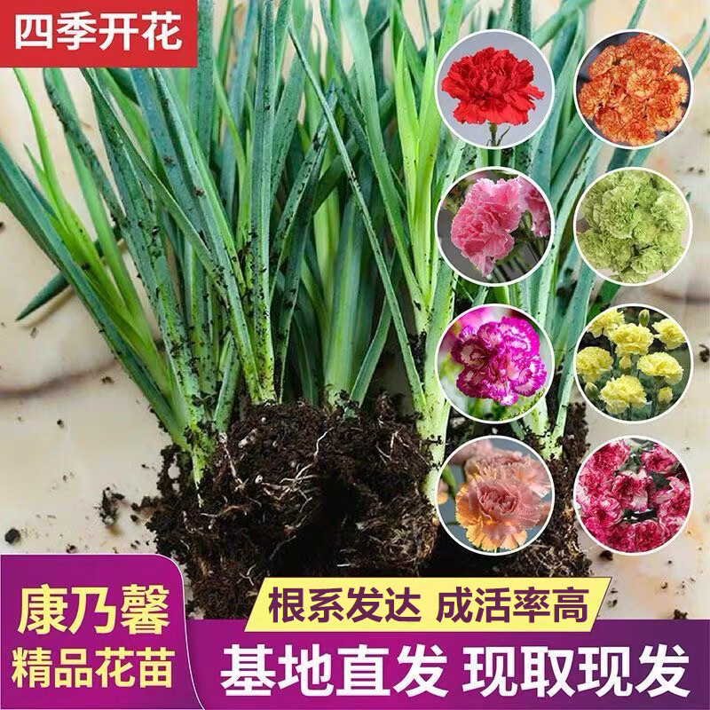 ��ʱ�� ����ܰ���������ļ����� �����ذ���̨ͥԺ��ֲ��ĸ�׽��ʻ��� ���Ʒ�֣�5��С��/�����ַ���