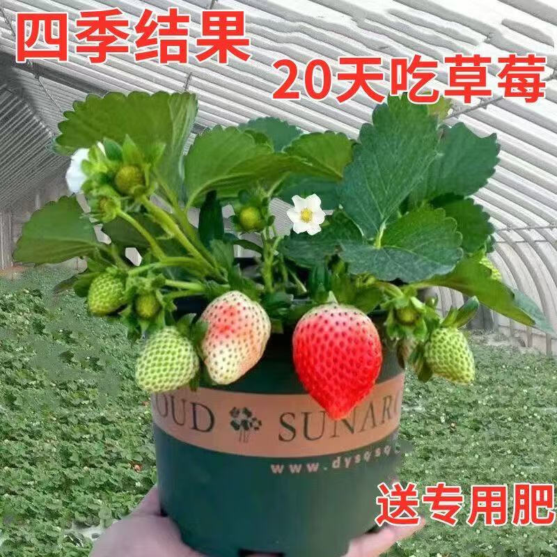 【送盆送土】四季奶油草莓苗盆栽南北方陽臺水果庭院種植大果樹苗 【6株帶盆+帶營養(yǎng)土 +肥】 四季草莓
