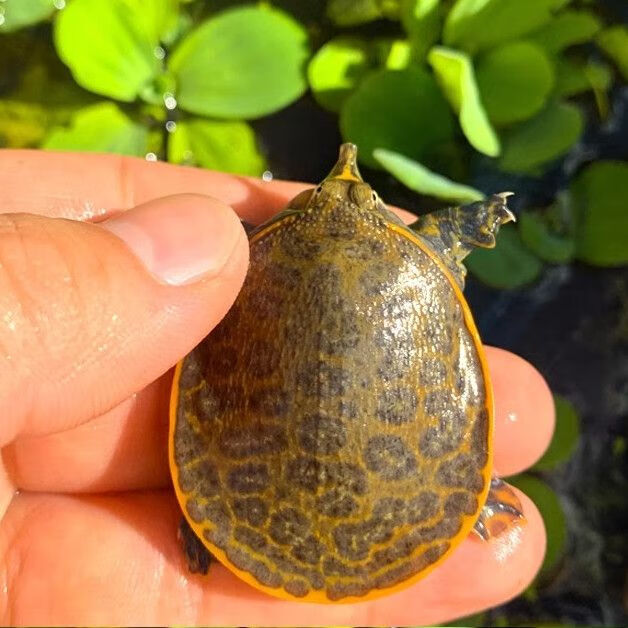 深水珍珠鳖美国佛罗里达珍珠鳖可鱼缸混养吃鱼粪鱼缸观赏水生宠物 7天
