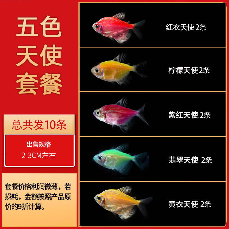 森渊热带观赏活鱼好养宝莲灯斑马淡水金鱼苗天使孔雀小型红绿灯科小鱼 五色天使10条套餐