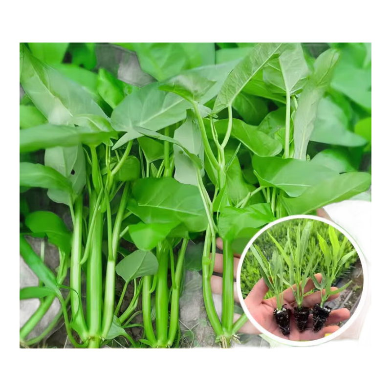 泰西絲三叉空心菜苗陽(yáng)臺(tái)盆栽蔬菜秧苗 三叉空心菜苗6棵不含盆 源頭直發(fā)