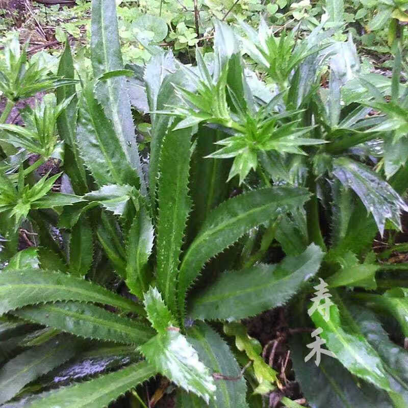 云南大芫荽種子緬甸刺芹大香菜種籽刺芫荽孑秋季蔬菜四季盆栽 2000粒
