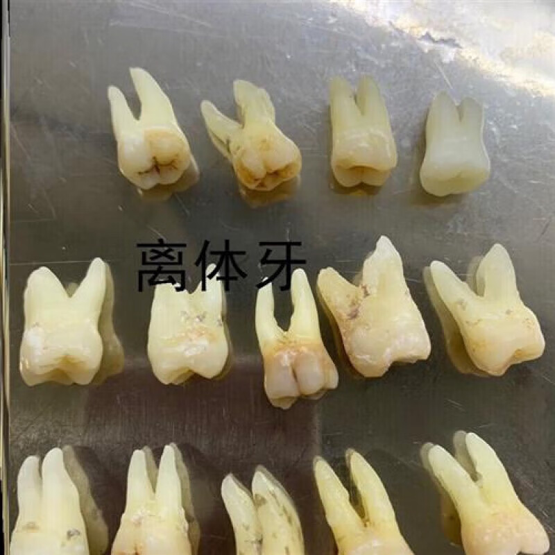 真人离体牙学生考试用离体牙口腔技能考试专用真人离体牙真牙前磨 上6
