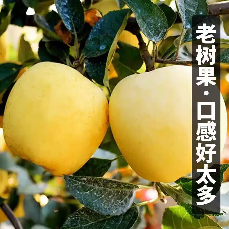 正宗山东维纳斯黄金苹果奶油水果苹果脆甜应季新鲜水果送人送礼 5斤家庭装【单果130g+】净4斤 绿色食品认证果园