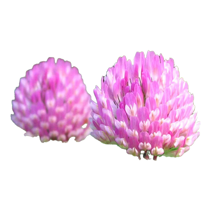 һذҶ ҶӴ99%ƺӹ԰С̷̻ Ҷ 25KG