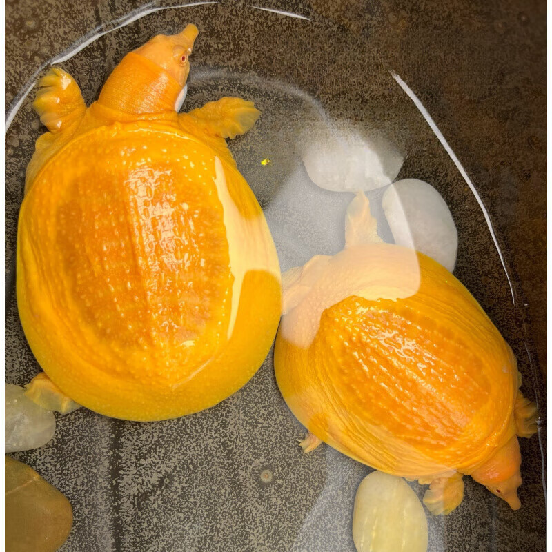 冷水养殖观赏甲鱼宠物鱼鳖混养黄金甲鱼黄金鳖金黄色甲鱼冷水龟宠 4-5