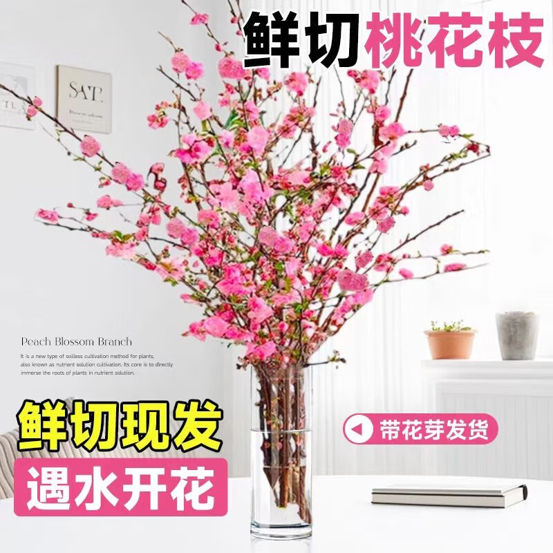 ��֮���һ�֦ˮ��ֲ���֦ˮ�����л� �һ�֦60cm10֦ ����ƿ Դͷֱ��